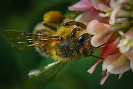 性質(zhì),花卉,蜜蜂