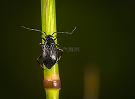 昆蟲,性質(zhì),沒有一個(gè)人