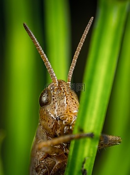 昆蟲,bespozvonochnoe,動(dòng)物