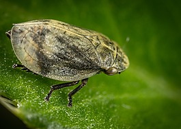 性質(zhì),昆蟲,生活的本質(zhì)