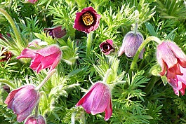 鲜花,帕斯克花,厂