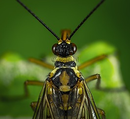 昆蟲,bespozvonochnoe,小胡子
