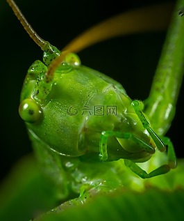bespozvonochnoe,昆蟲,沒有一個人