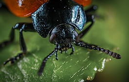bespozvonochnoe,昆蟲,甲蟲