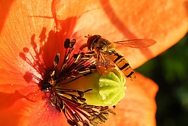 開花,紅色,蜜蜂