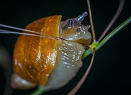 bespozvonochnoe,性質(zhì),動(dòng)物
