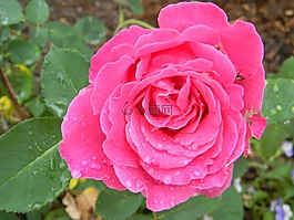 玫瑰,花園,性質