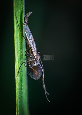 昆蟲,bespozvonochnoe,性質(zhì)