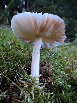 菌類,蘑菇,森林