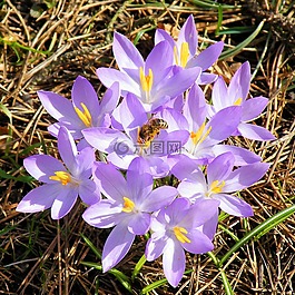 藏紅花,蜜蜂,春天
