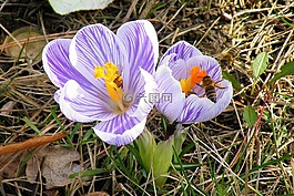 藏紅花,蜜蜂,昆蟲