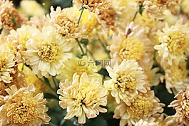 黃色,花瓣,盛開