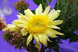 花,媽媽,黃色