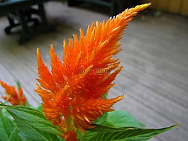 雞冠花,花,開花