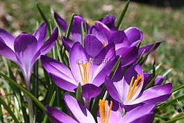 番紅花,春,紫色