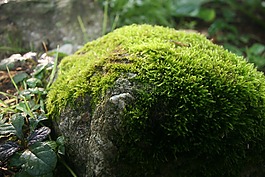 長(zhǎng)滿青苔的巖石,春,綠色