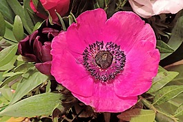 花,開花,紅色