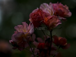 鮮花,盛開,花瓣