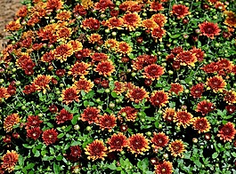 野生花卉,花的,充满活力