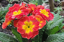 花,鮮花,報(bào)春花