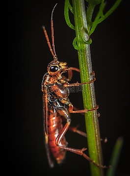 昆蟲,bespozvonochnoe,小胡子