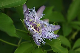 激情花,激情藤,西番蓮