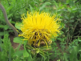 矢車菊,花,黃色