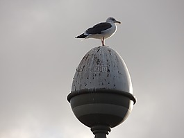 鴿子,鳥,倫敦