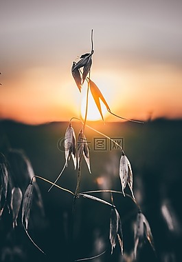 葉,植物,草