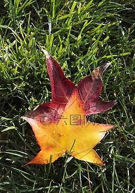 葉,綠色,性質(zhì)