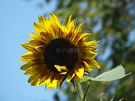 向日葵,花,天空