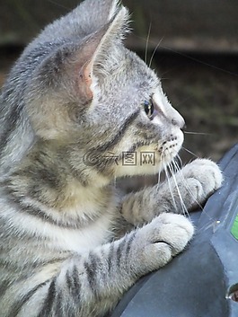 小猫,虎,灰色