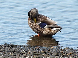 鴨,女性,鳥