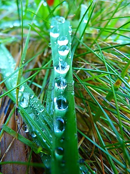葉草,一滴水,滴