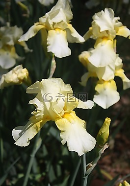 鸢尾花,白,黄色