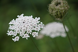女王安花邊,白,關(guān)閉了