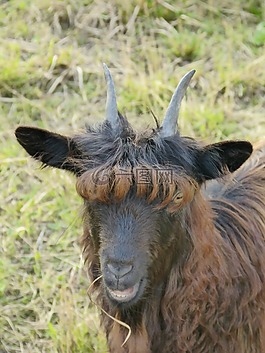 山羊,哺乳動物,頭發(fā)