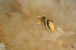 小丑魚,魚,水下生活