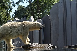 北極熊,熊,動(dòng)物園