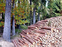 秋季,holzstabel,豐富多彩