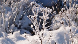 冬天,雪,成熟