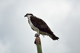 魚(yú)鷹,鳥(niǎo),野生動(dòng)物