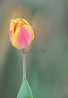 花,開花,郁金香