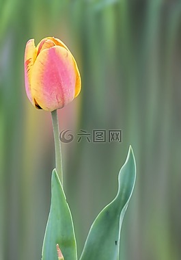 花,開花,郁金香