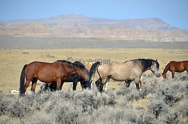 馬匹,懷俄明州,mustangs