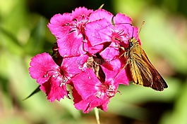 花,開花,紅色
