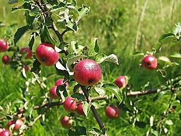 zieraepfel,苹果,树