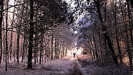 雪,冬季景观,林