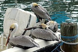 鵜鶘,鳥,野生動物