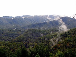 山,霧,樹